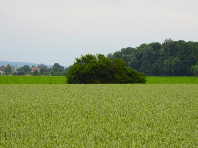 Wie mit Lineal gemalt