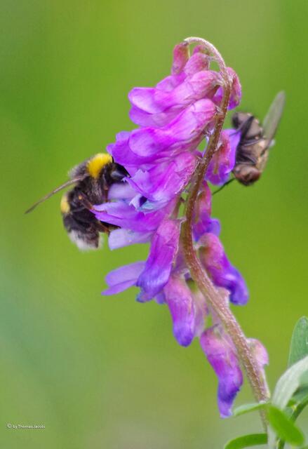Ebenso diese beiden, wobei die Hummel links ein dickeres Fell hat. :-)
