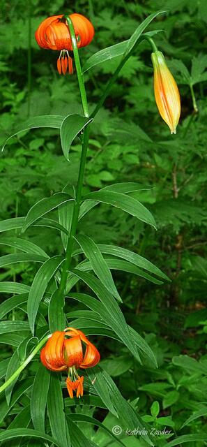 wunderschöne Lilien