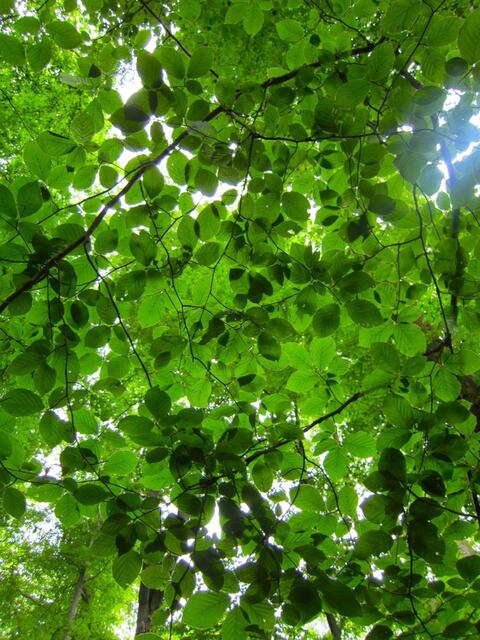 Ein schützendes Blattdach im Wald