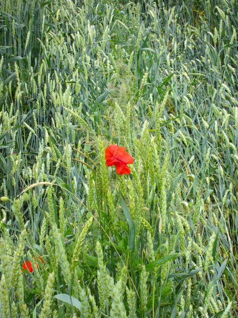 Nur mal so gesehen am Wegesrand