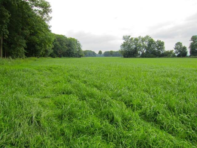 Der Marsch über diese harmlos aussehende Wiese war der anstengenste Teil des ungeplanten Weges - und dann auch noch zurück - ein Hubschrauber wäre mir lieber gewesen ;-)