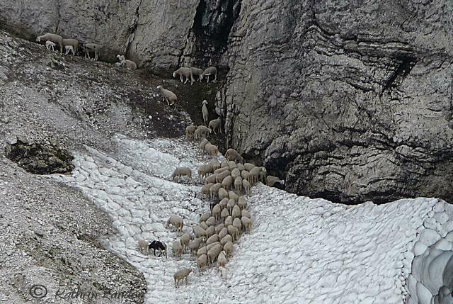 die suchten wohl Kühlung oder Wasser auf dem Schneefeld