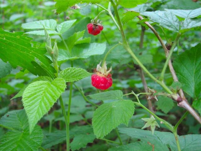 Wilde Himbeeren - eine habe ich probiert, aber ich hatte dann doch etwas Angst vor dem Fuchsbandwurm