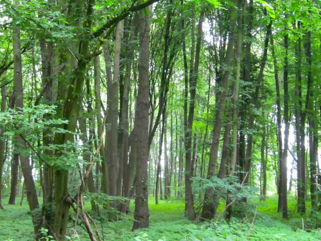 Lichter Wald - das war doch in "echt" viel dunkler