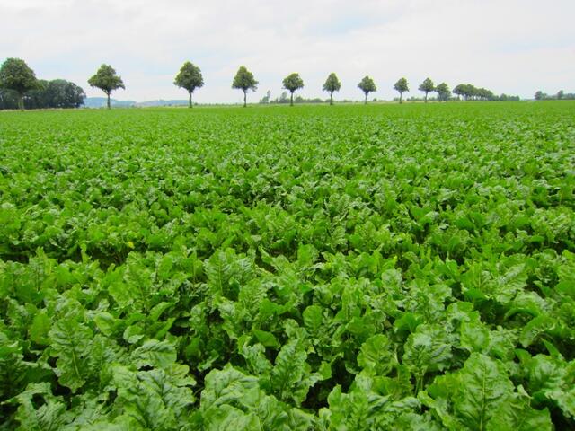 Das Calenberger Land ist Zuckerrübenland