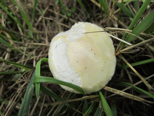 Zum Abschluß gibt es einen angenagten Wiesenchampignon - Tschüß!