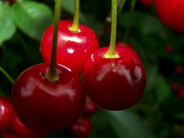 Ich hab in diesem Jahr
mein Herz im Kirschenbaum verloren
es hängt an einem Zweig
und schaukelt hin und her