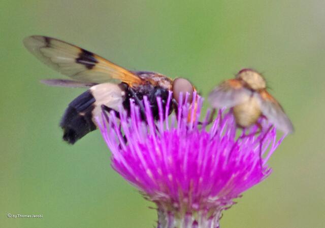 Diese Schwebfliegen (?) gab es reichlich im Hochmoor.