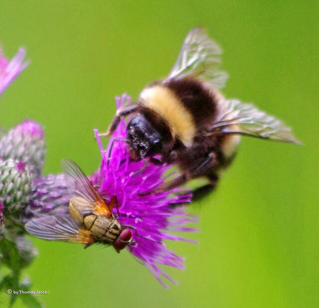 ...einer weiteren mir unbekannten Fliege. :-)