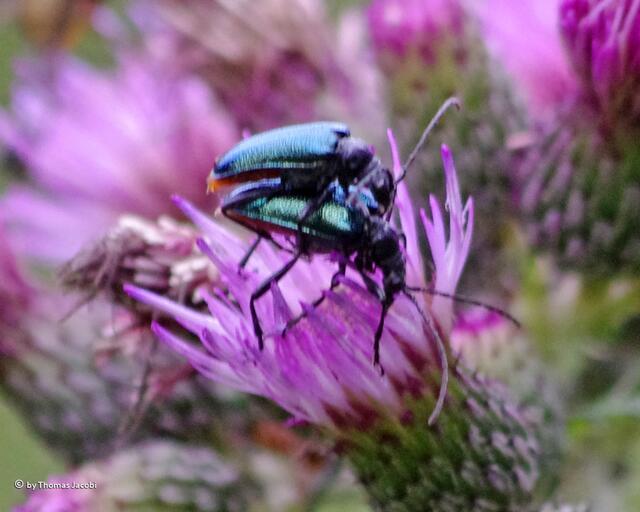 ...auf einer Distel. .-)