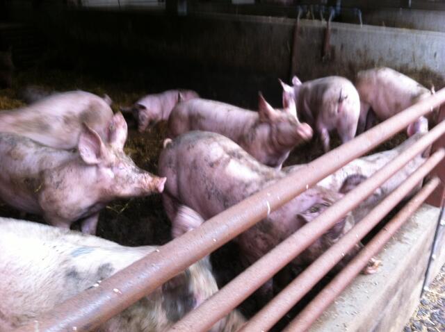 Die Schweine fühlen sich im offengehaltenen Stall sauwohl.