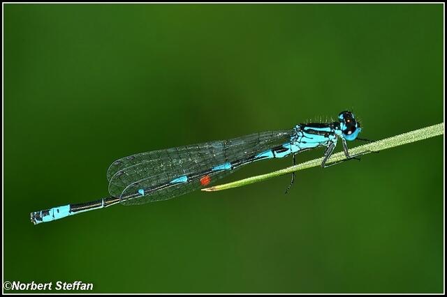 Fledermaus Azurjungfer (Coenagrion pulchellum) mit einem Ungeziefer am Abdomen.
