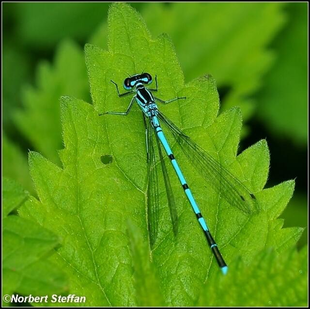 Hufeisen Azurjungfer (Coenagrion puella) achte auf das seltsame Zeichen auf dem zweiten Hinterleibsegment.