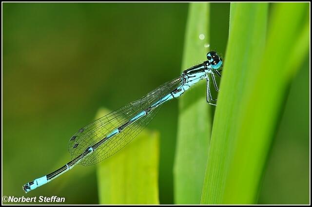 Ein anderes Männchen von (Coenagrion pulchellum)