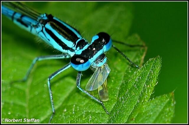 Hufeisen Azurjungfer (Coenarion puella) Männchen mit Beute