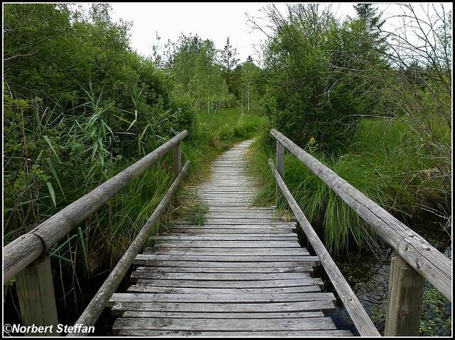 Holzwege um das ganze Ried.