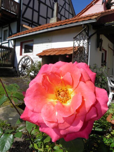 nicht alle blühen in diesem Jahr so schön