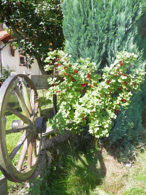 Johannisbeere und Zypressenhecke