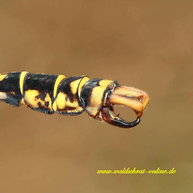 Hinterleibsanhänge (Cerci) eines Männchen der Kleinen Zangenlibelle (Onychogomphus forcipatus).