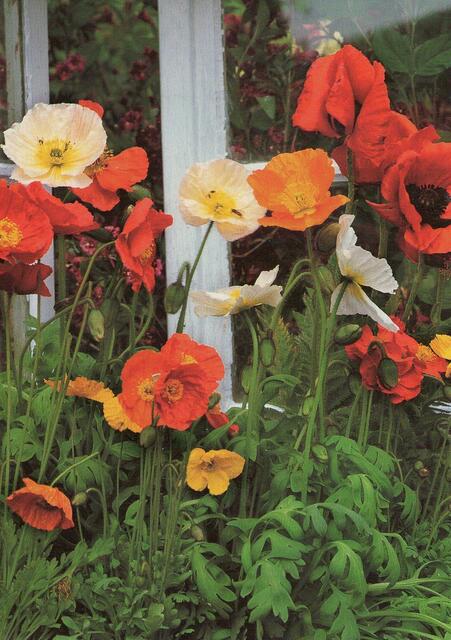 Islandmohn, 1)