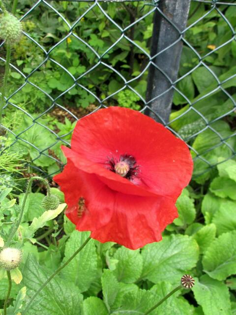 9+10 einfacher Klatschmohn.
