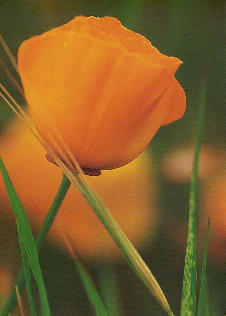 Islandmohn, 2)