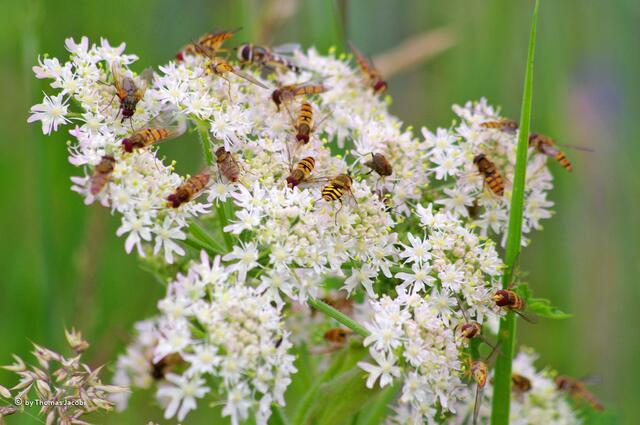 Ganz viele Schwebfliegen. :-)