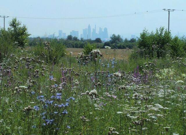 Im Dunst ist die Skyline Frankfurts zu erkennen.