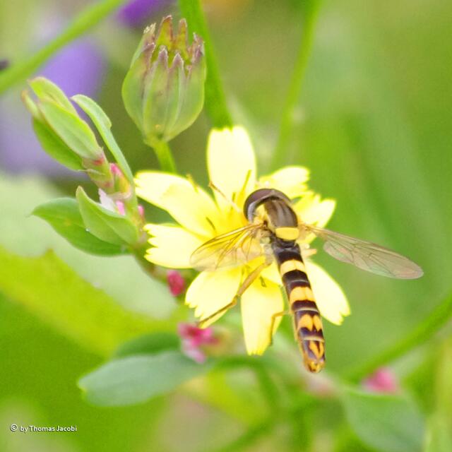 Eine Schwebfliege.