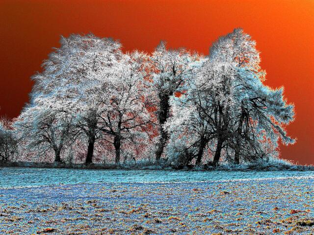 Die Baumgruppe sieht auch farblich verfremdet noch gut aus.