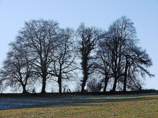 Diese spezielle Baumgruppe...