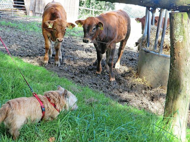 Leo bandelt wieder mit Rindern an...