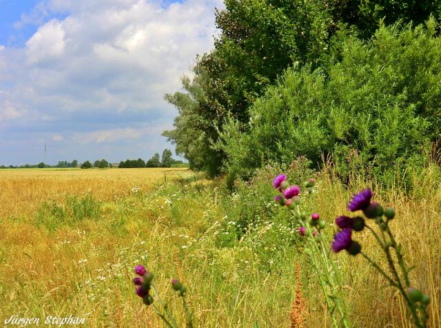 Am Kanal eine Wildblumenecke.