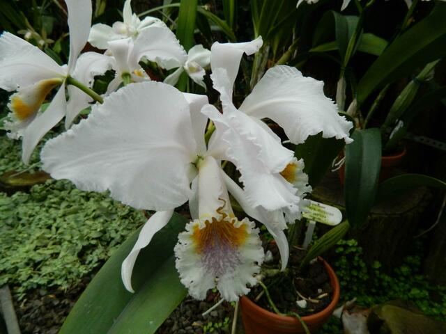 Cattleya mossiace - Orchidee aus Venezuela
