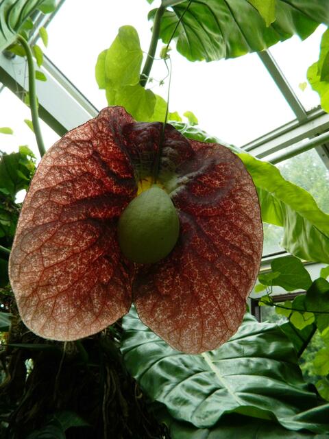 Aristolochia gigantea - Orchidee aus Brasilien