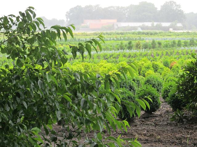 Im Hintergrund Viehmastbetriebe