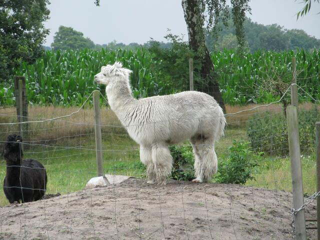 Alpakas...