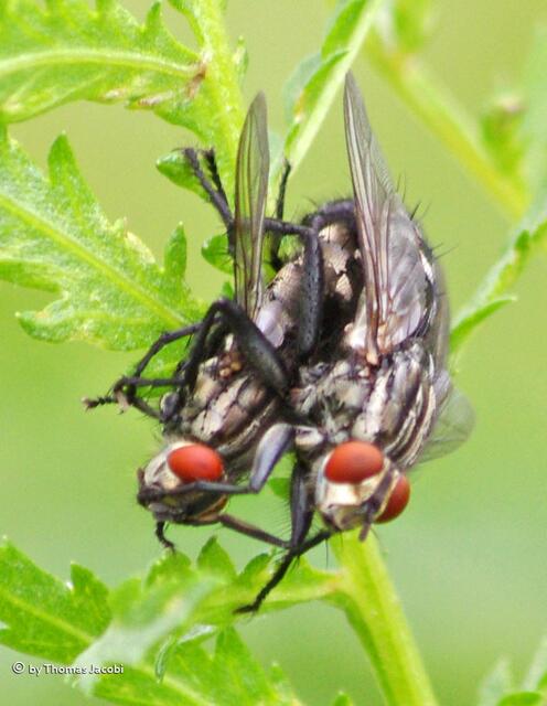 Wieso nur versucht die obere der unteren Fliege immer die Augen zuzuhalten? Sie müsste doch wissen, dass ihre "Pranken" nicht groß genug dafür sind... :-)))