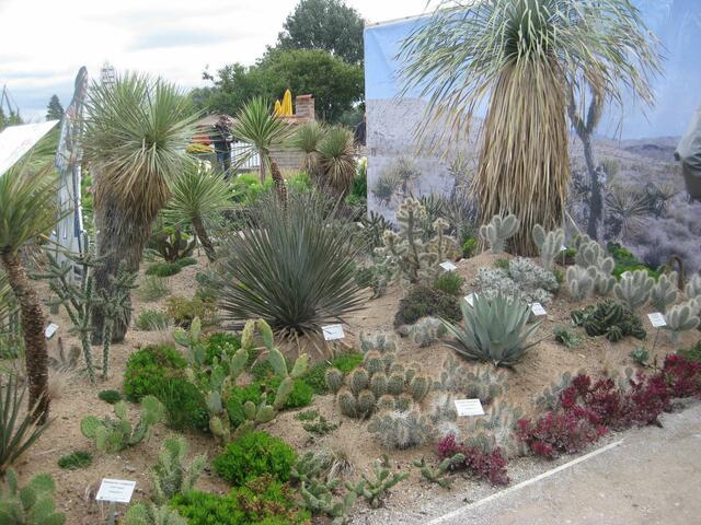 Winnetou im Kakteen-Garten