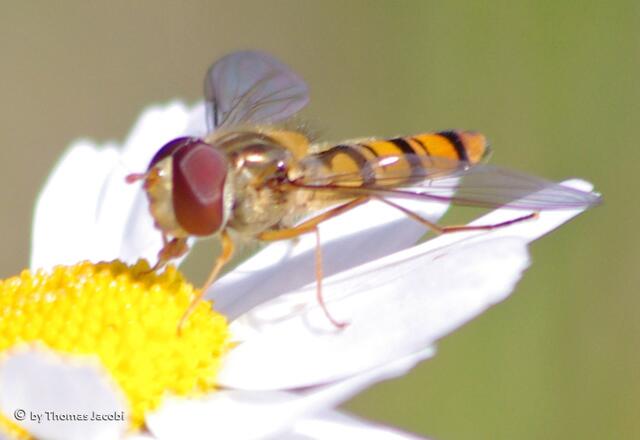 Weil ich eine Hain-Schwebfliege bin. :-)