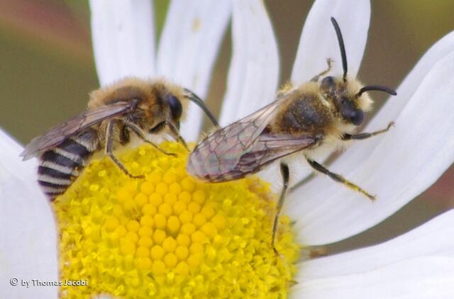Diese beiden waren recht mickrig. Könnten Gemeine Seidenbienen sein, oder?