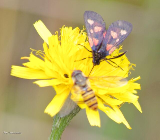 Dem Kleewidderchen war dies egal, ließ die Schwebfliege landen.