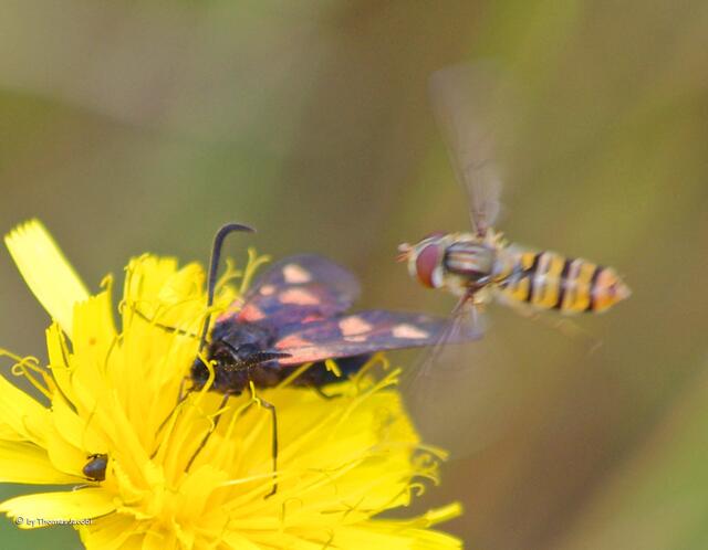 Eine Schwebfliege näherte sich erst von oben,...