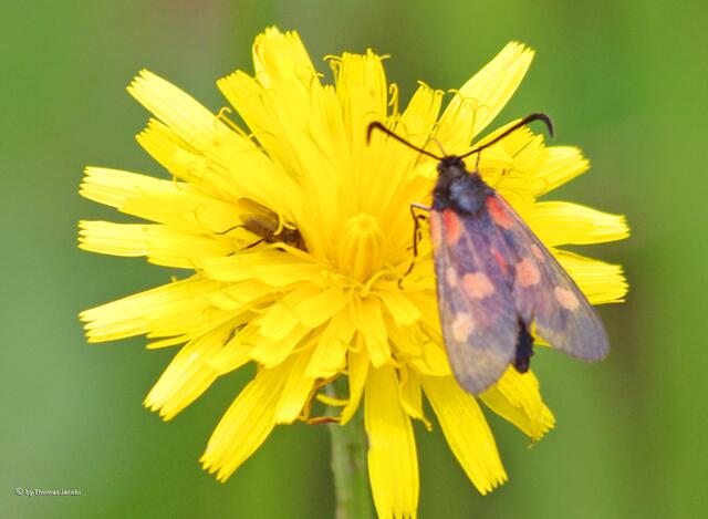 Ein Kleewidderchen auf einer gelben Blüte.