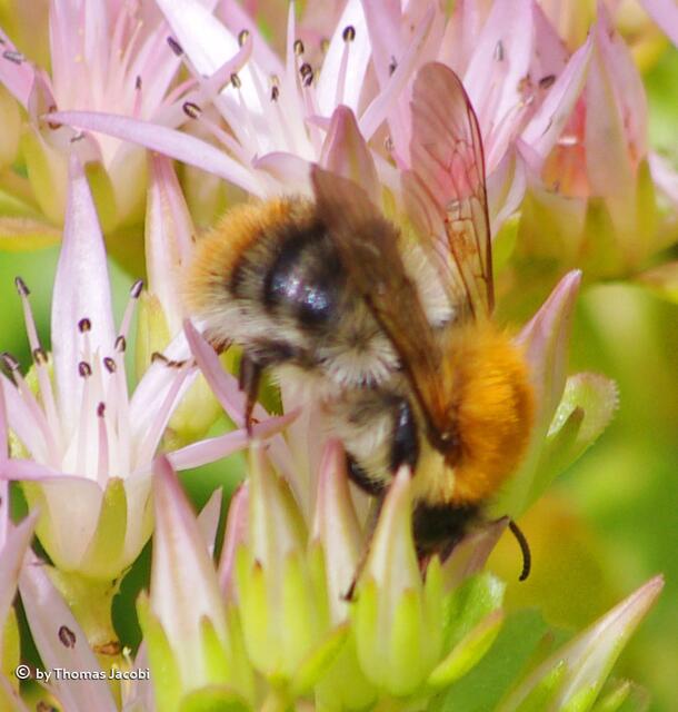 Und sie ein ziemlich dickes Fell. :-)) Ist es eine Wiesenhummel?