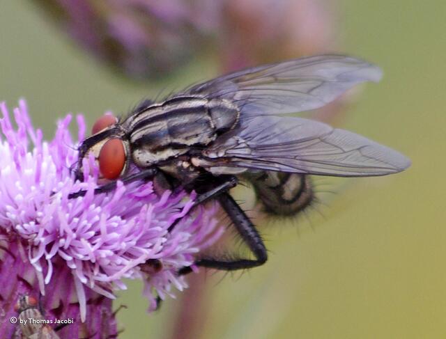 Ein ganz schöner Brummer, diese Fleischfliege.