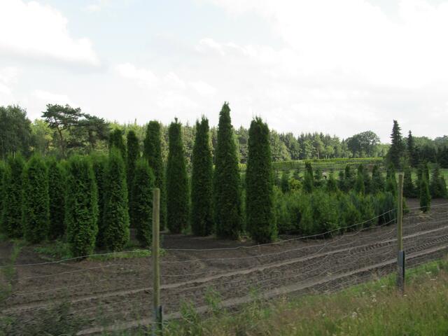 Baumschule in der Nähe von Bad Zwischenahn