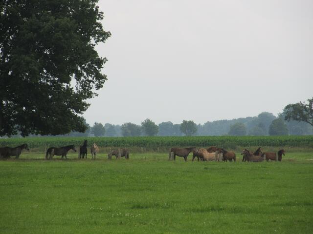 Tierpark Ströhen - Araberpferde