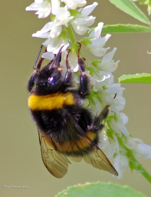 Eine dicke Erdhummel. :-)